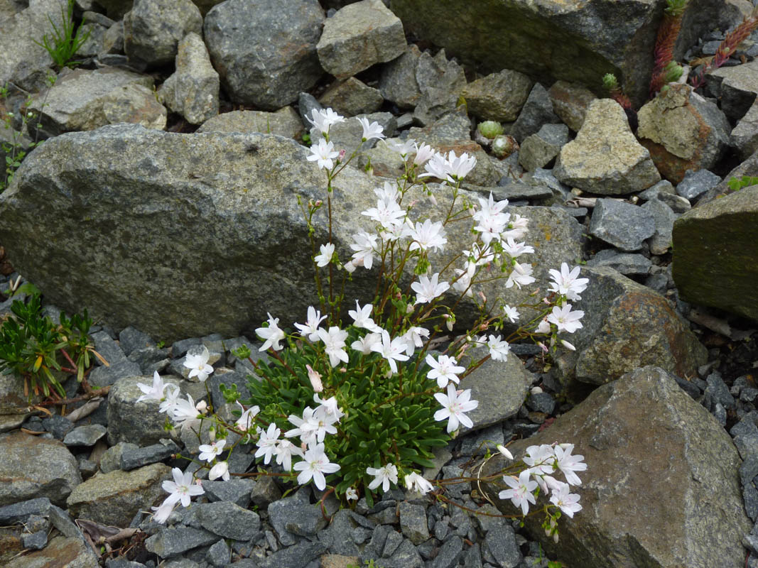 Lewisia columbiana 'Alba' photo